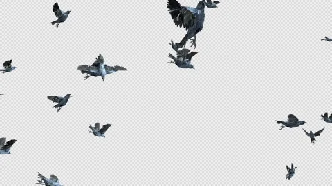 Crow, Bird, Bat, 3D Render, With Alpha Channel Stock Footage 260735744