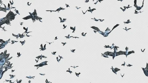 Crow, Bird, Bat, 3D Render, With Alpha Channel Stock Footage 260737114