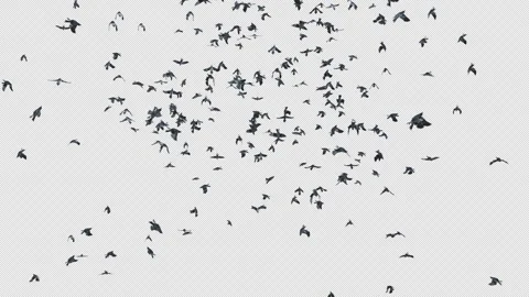 Crow, Bird, Bat, 3D Render, With Alpha Channel Stock Footage 260737217