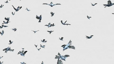 Crow, Bird, Bat, 3D Render, With Alpha Channel Video stock 260737689