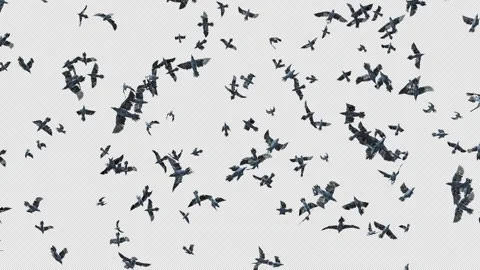 Crow, Bird, Bat, 3D Render, With Alpha Channel Stock Footage 260738775