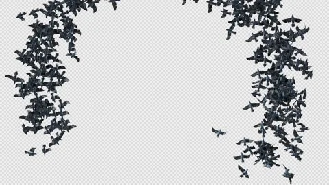 Crow, Bird, Bat, 3D Render, With Alpha Channel Stock Footage 264340282