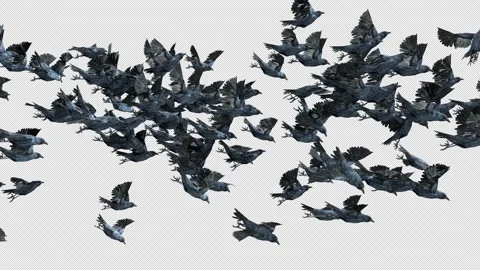 Crow, Bird, Bat, 3D Render, With Alpha Channel Stock Footage 264340992
