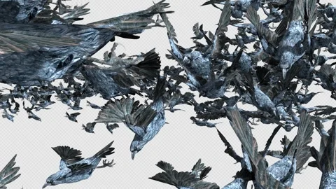 Crow, Bird, Bat, 3D Render, With Alpha Channel Stock Footage 264341078