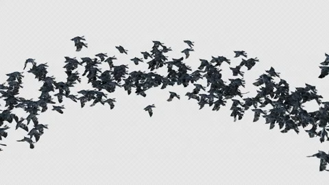 Crow, Bird, Bat, 3D Render, With Alpha Channel Stock Footage 264341827