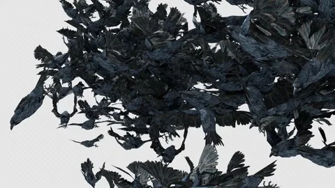 Crow, Bird, Bat, 3D Render, With Alpha Channel Stock Footage 264343298
