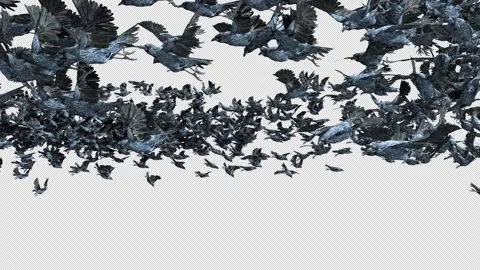 Crow, Bird, Bat, 3D Render, With Alpha Channel Video stock 264343323
