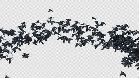 Crow, Bird, Bat, 3D Render, With Alpha Channel Stock Footage 264345125