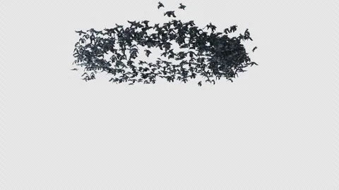 Crow, Bird, Bat, 3D Render, With Alpha Channel Video stock 264345139