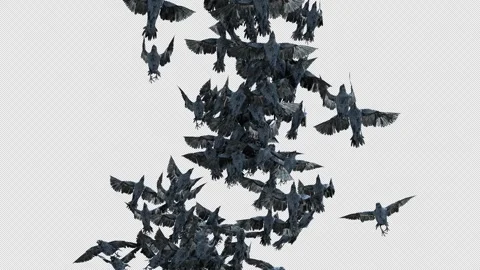 Crow, Bird, Bat, 3D Render, With Alpha Channel Stock Footage 264345450
