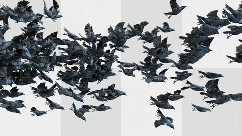 Crow, Bird, Bat, 3D Render, With Alpha Channel Stock Footage 264346014