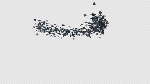 Crow, Bird, Bat, 3D Render, With Alpha Channel Stock Footage 264346107