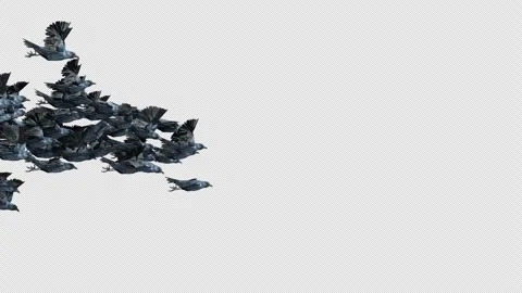 Crow, Bird, Bat, 3D Render, With Alpha Channel Stock Footage 269191036