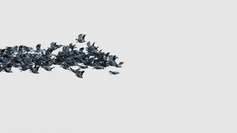 Crow, Bird, Bat, 3D Render, With Alpha Channel Stock Footage 269191093