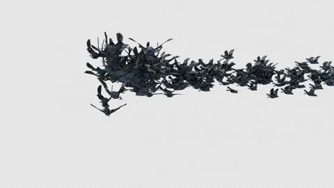 Crow, Bird, Bat, 3D Render, With Alpha Channel Stock Footage 269192473