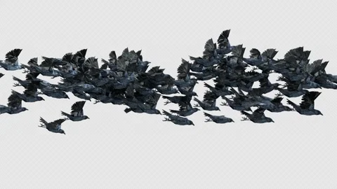 Crow, Bird, Bat, 3D Render, With Alpha Channel Stock Footage 269193264
