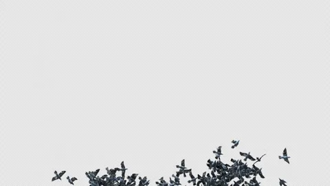 Crow, Bird, Bat, 3D Render, With Alpha Channel Stock Footage 274304319