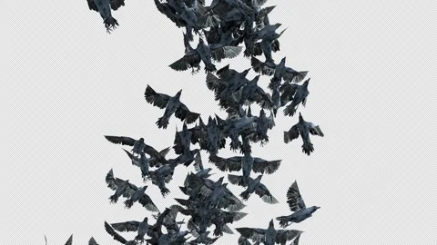 Crow, Bird, Bat, 3D Render, With Alpha Channel Stock Footage 276710032