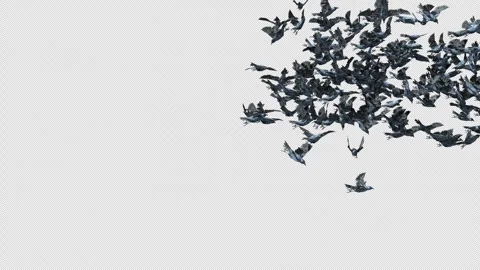 Crow, Bird, Bat, 3D Render, With Alpha Channel Stock Footage 277157439