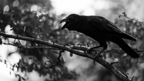 Crow bird with bokeh Stock Photos