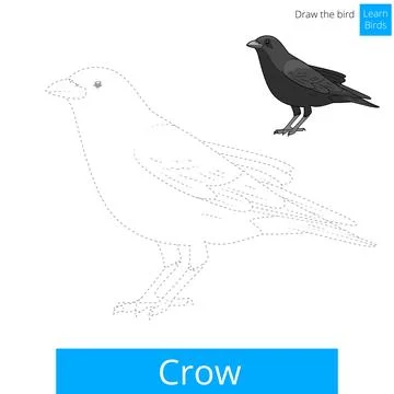 Crow bird learn to draw vector Stock Illustration