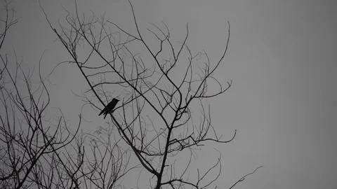A crow bird is perched on a tree branch 스톡 동영상 314389611