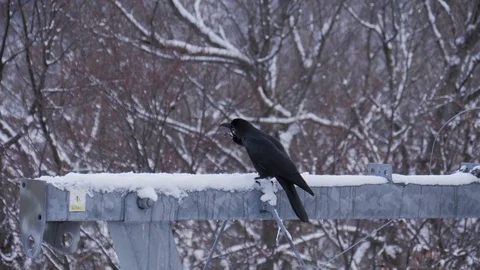 Crow bird perching on pole in winter season Stock Footage 104152067