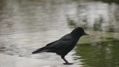 Crow Bird at a pond Stock Footage 246886532