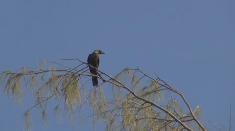 Crow bird raven corvus perched tree branch leaf park animal looking watching day Stock Footage 39351376