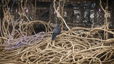 Crow bird resting on rope close up slow motion stock footage Vídeo Stock 314460586