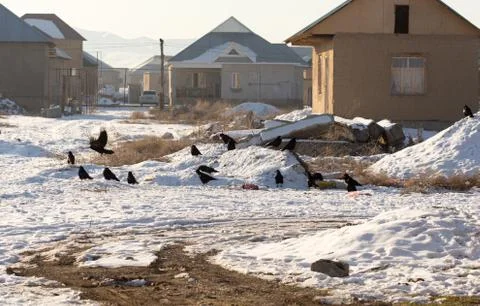 Crow bird on settlement Stock Photos