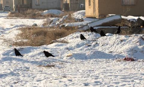 Crow bird on settlement Stock Photos