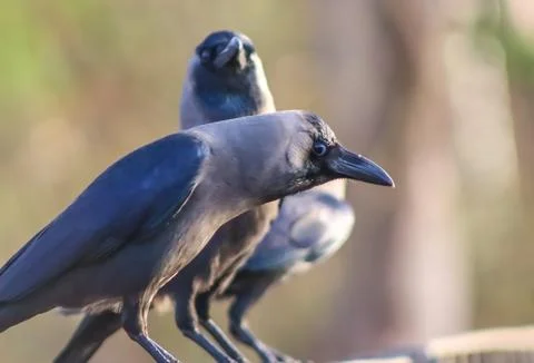 Crow Bird Standing On The Railing With Selective Focus Stock Photos