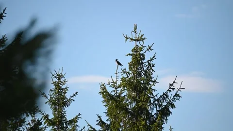 A crow bird on a tree branch. A bird in the forest. Stock Footage 313738247