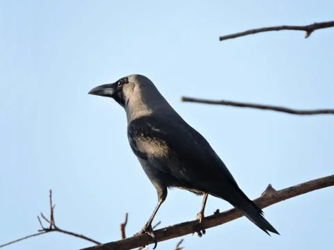 Crow Bird on Tree Stock Photos