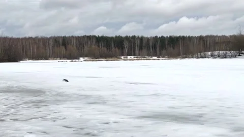 Crow bird walks on iced surface of frozen lake Stock Footage 151740329