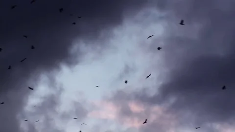 Crow Birds In The Dramatic Sunset Sky Stock Footage 72150504