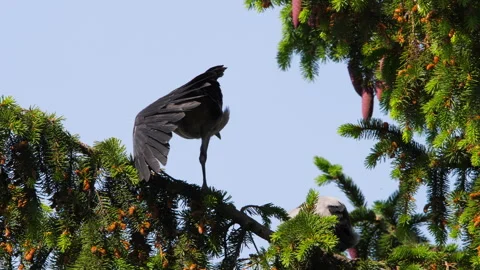 Crow birds on a tree branch Stock-Footage 277102249