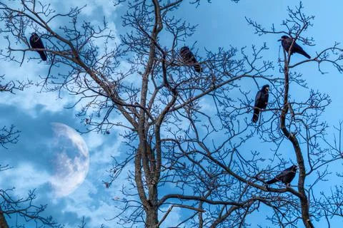 Crow birds on tree branch with half moon in clouds Stock Photos