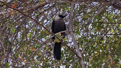 Crow black bird Stock Footage 275168959