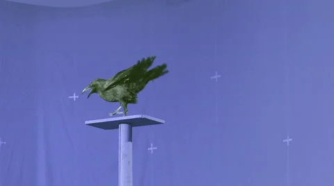 Crow on blue screen Stock Footage 48223985