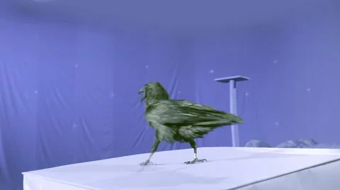 Crow on blue screen Stock Footage 48224083