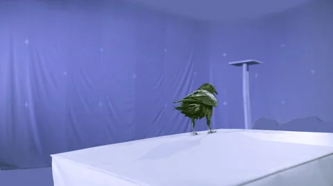 Crow on blue screen Stock Footage 48224652