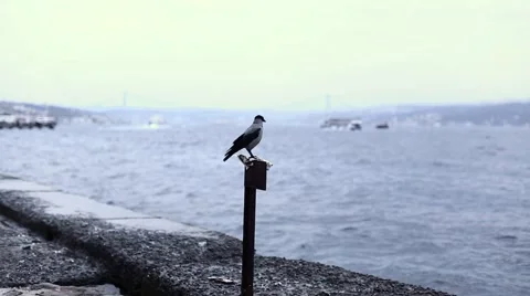 A Crow by the Bosphorus Video stock 43238332