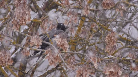 A crow on a branch during a snowfall 動画素材 135000504