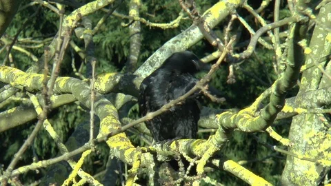 Crow on a Branch Stock Footage 85569140