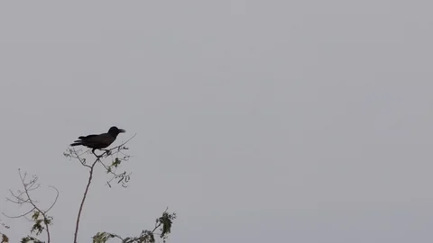 Crow On Branch Stock Footage 104080264
