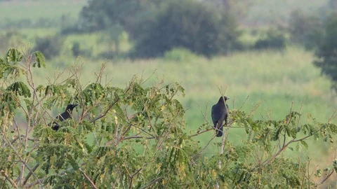 Crow On Branch Stock-Footage 104080302