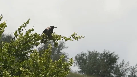 Crow on a branch Stock Footage 126700818