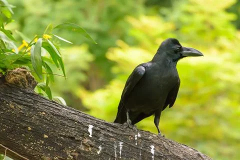 Crow on the branch 스톡 사진